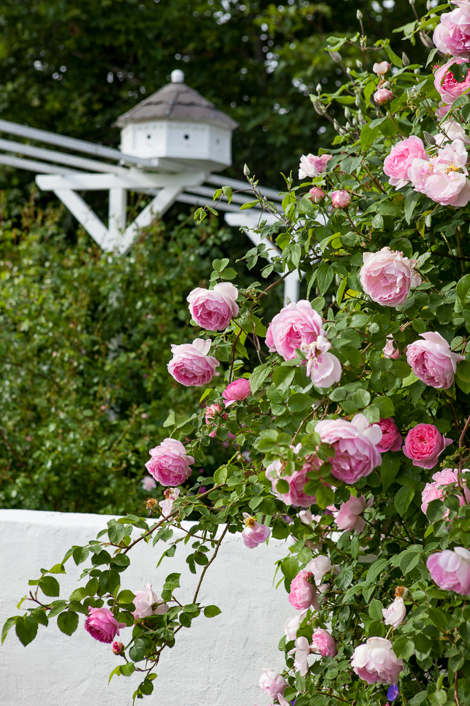 klätterros valdemar rosportal rosenträdgård fågelholk romantisk