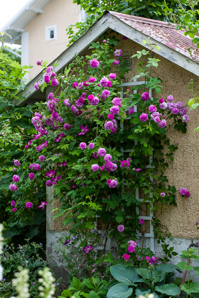 Romantisk rosenträdgård blommor klematis rosor trädgård uthus mormorsväxter perenner
