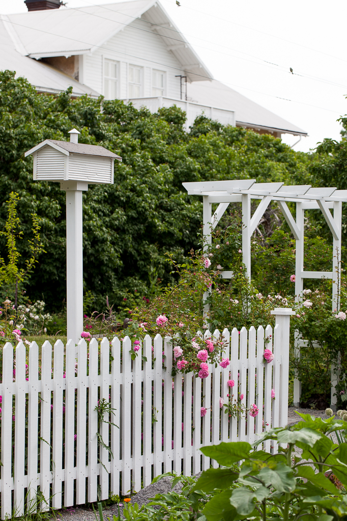   Rosen John Davis staketet fågelholken  portalen  köksträdgården Romantiskt rosenträdgård blommor trädgård huset