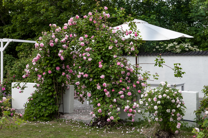 Kom på Trädgård och inredningsträff hos mig i Enköping. En stor rosenträdgård med rosor på portal vid en mur uteplats