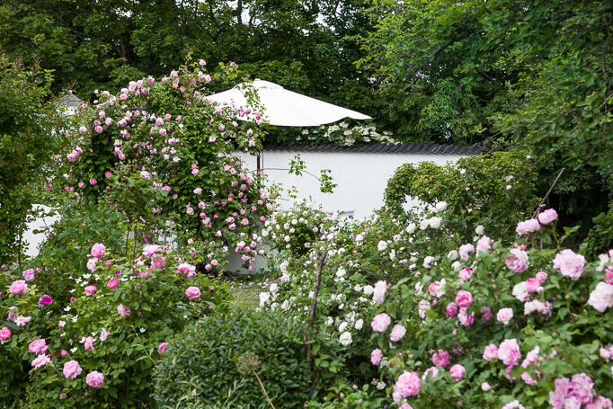 Romantisk trädgård rosor Uteplats vid muren med 'Constance spry' på en portal