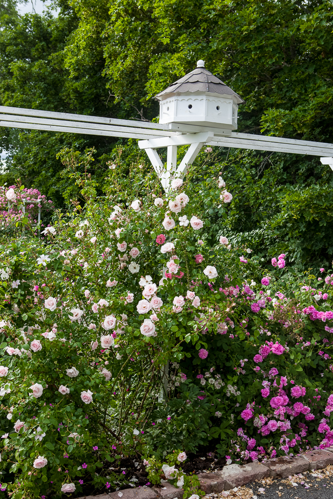 Trädgård klätterställning fågelholk klätterrosor rosor trädgård blommor