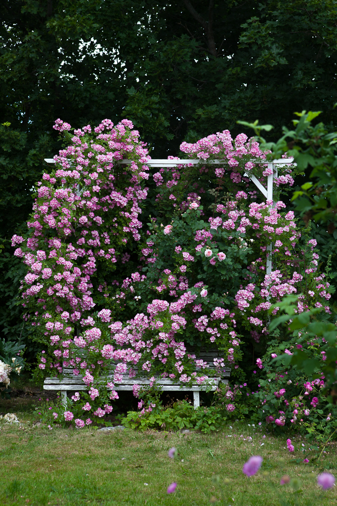 Trädgård rosor rabatter Klätterrosen 'Valdemar' hg på en ställning över en gammal träbänk