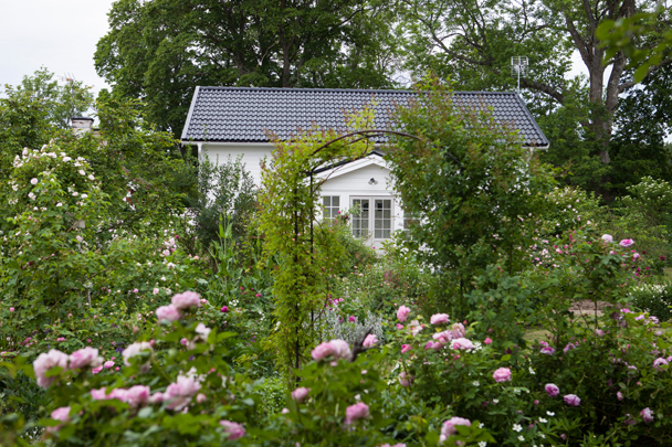 Min mammas hus i trädgården omgiven av ett hav av rosor och blommor rosenträdgård trädgård trädgårdsdesign portal
