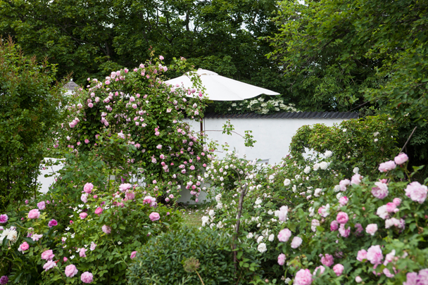 Uteplats med mur och portal med klätterrosen contance sprey trädgård rosenträdgård trädgårdsdesign