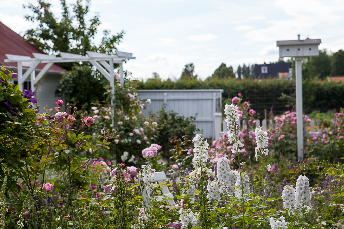 Trädgård grusgångar rabatter rosenträdgård rosor digitalis portal trädgårdsdesign fågelholk