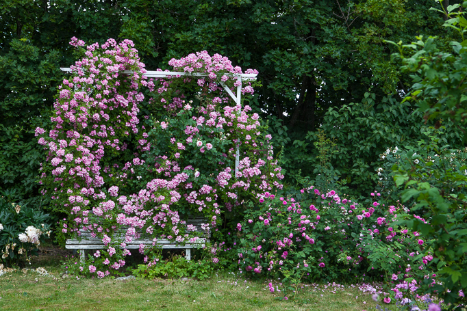 Klätterrosen valdemar på en klätterställning trädgård rosenträdgård trädgårdsdesign