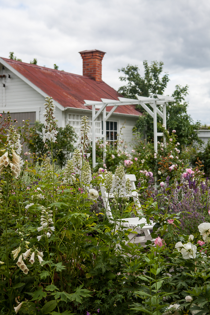 Cottage garden trädgård digitalis trädgårdskjul rosor trädgårdsstol trädgårdsdesign
