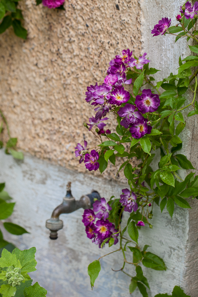Klätterrosen 'Veilchenblau' vid pumpusets vattenutkast romantiskt rosenträdgård blommor