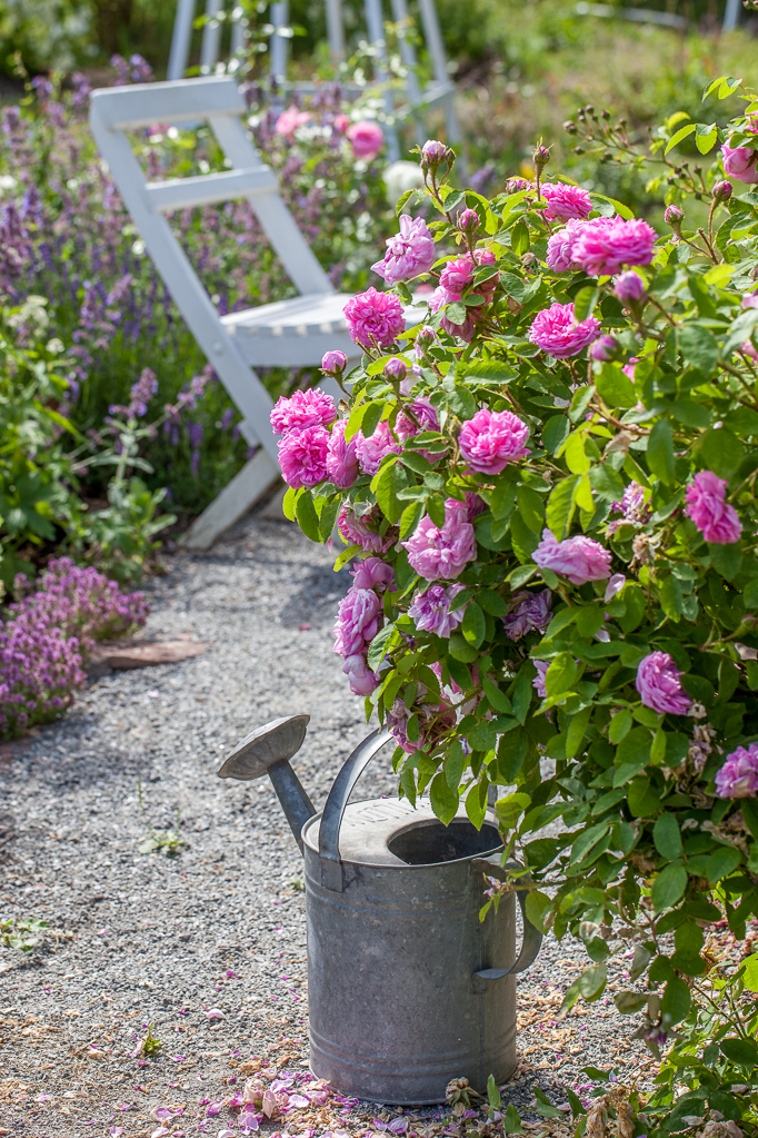 Romantisk Trädgård rosor liten stuga med glasveranda blommor rosenträdgård