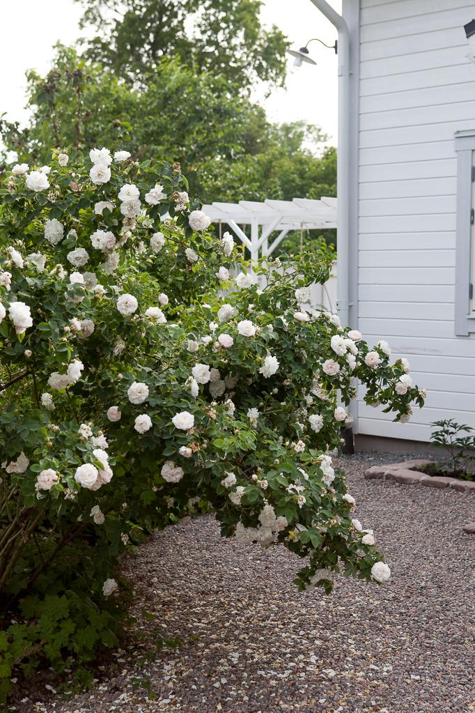 Vit alba ros Maxima romantisk rosenträdgård grusgångar stenkanter husknut