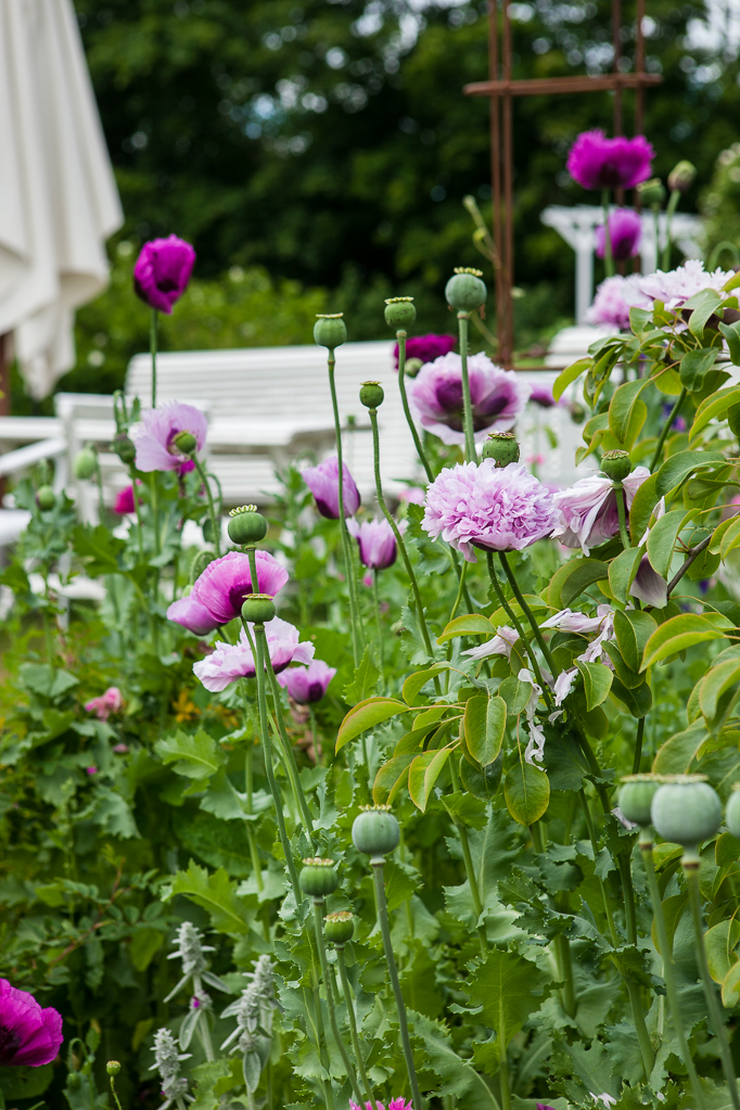 Odling-av-sommarblommor Odla rosa och lila pionvallmo i trädgården