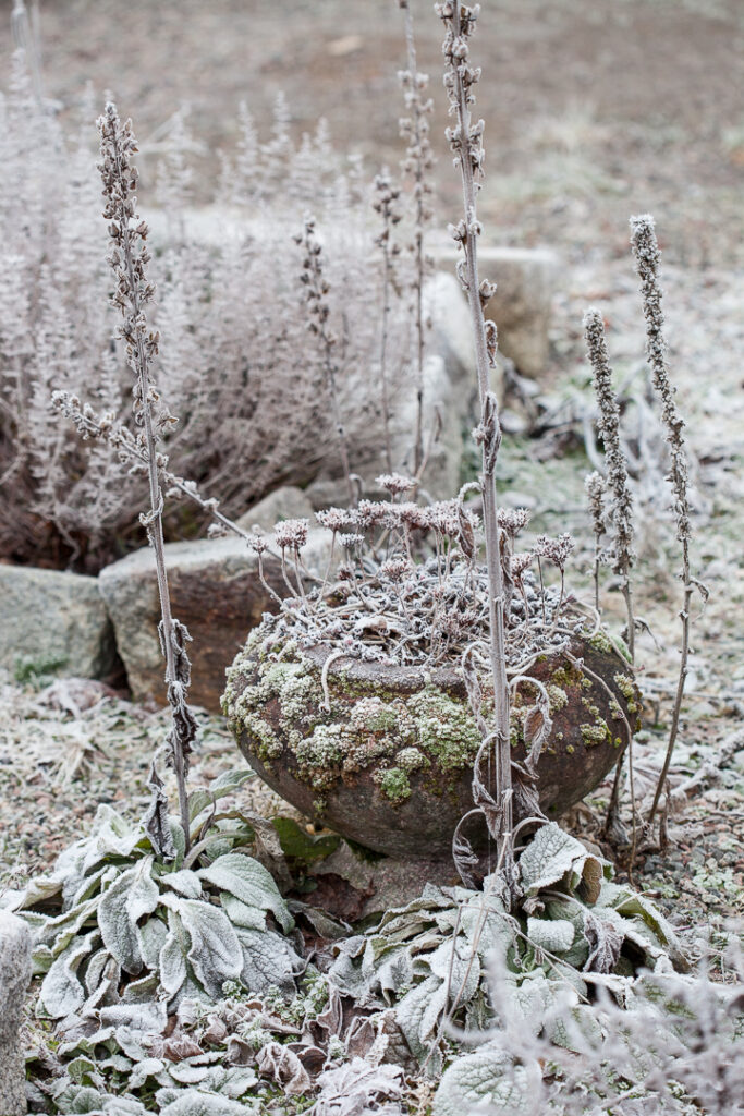 Vinterbild från trädgården med frost